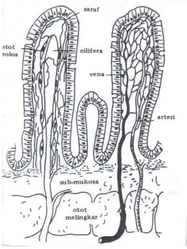 Gambar 8. Skema Usus Halus dengan Villi dan Perfusinya 