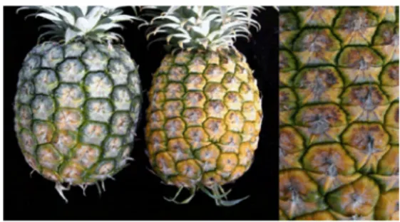 Gambar 15.   Perbandingan  antara  buah  normal  (unrusseted)  dengan  buah  abnormal (russeted)