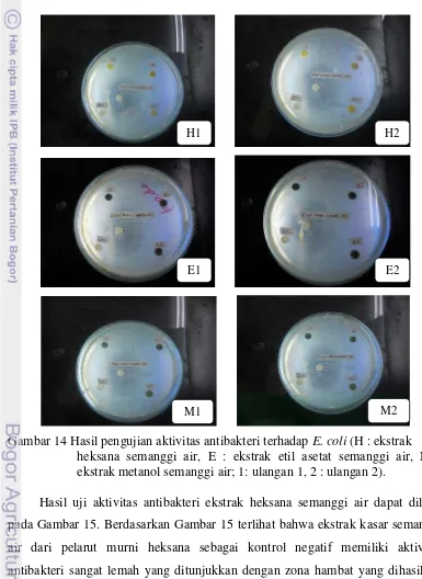Gambar 14 Hasil pengujian aktivitas antibakteri terhadap E. coli (H : ekstrak