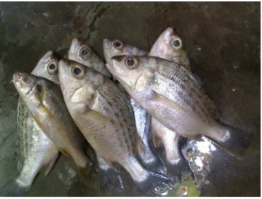 Gambar 4. Ikan Sembilang (Paraplotosus albilabris).  