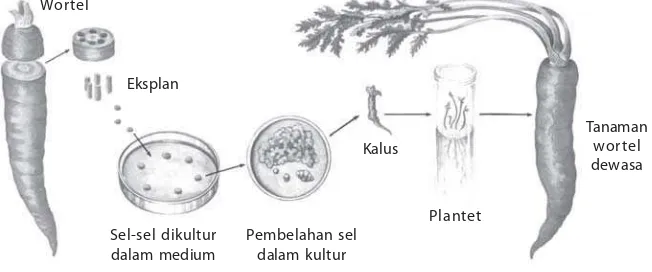 Gambar 2.17Sel-sel dikulturPercobaan kultur jaringan yang