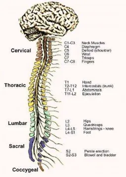 Gambar 2. Spinal cord dan nerve roots