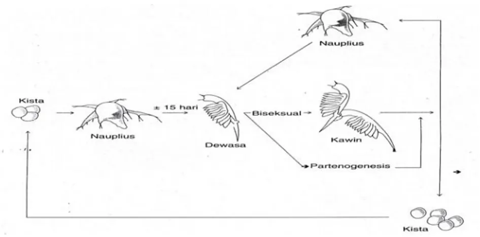 Gambar 1. Tahap Penetasan Artemia salina L. (diadaptasi dari Isnansetyo, 1995).  Artemia yang baru menetas disebut nauplius