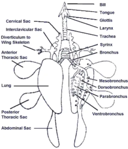 Gambar 1. Kantong Udara pada Sistem Pernafasan Unggas  