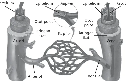 Gambar 4.9Secara anatomis, arteri dan vena