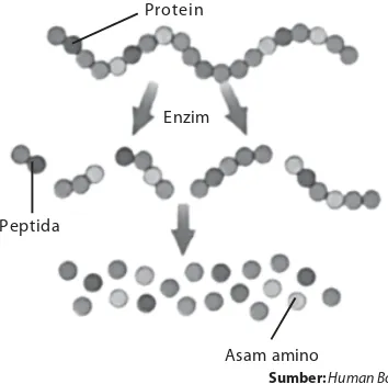 Gambar 5.2.Protein