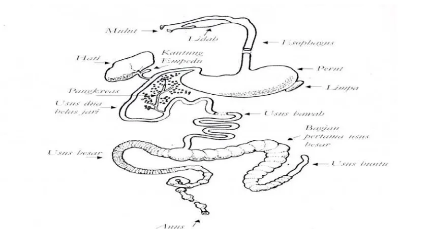 Gambar 1. Sistem Pencernaan Kelinci (Sarwono, 2009). 