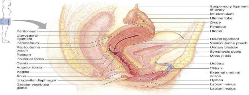 Gambar 1. Anatomi uterus (Potongan frontal)25