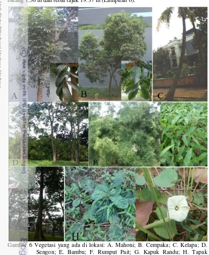 Gambar 6 Vegetasi yang ada di lokasi: A. Mahoni; B. Cempaka; C. Kelapa; D. 