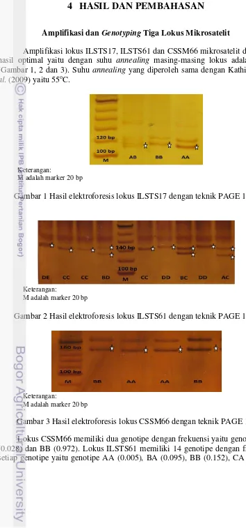Gambar 1 Hasil elektroforesis lokus ILSTS17 dengan teknik PAGE 10% 
