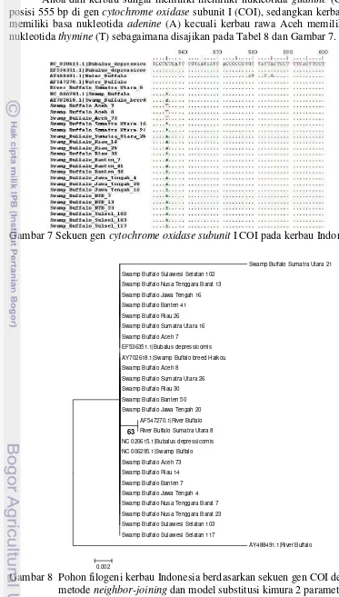 Gambar 7 Sekuen gen  cytochrome oxidase subunit I COI pada kerbau Indonesia 