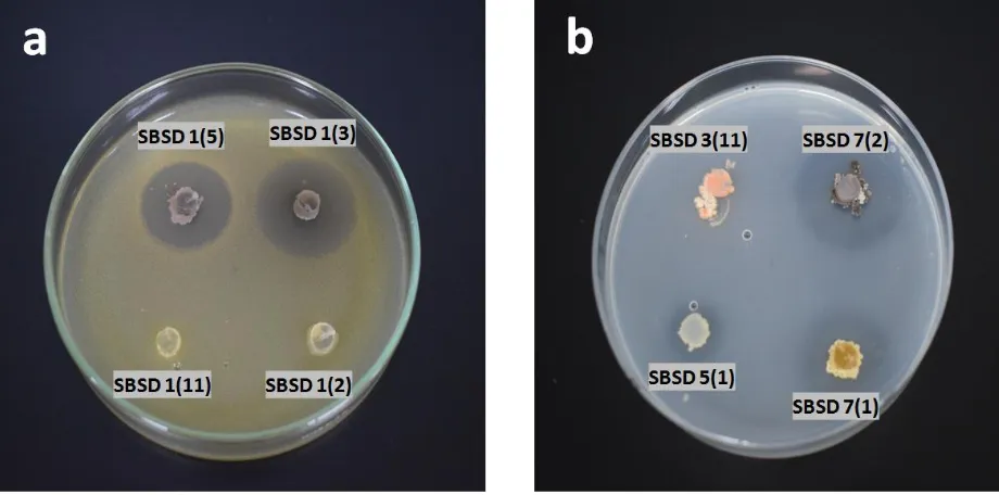 Gambar 2. Kemampuan aktinomisetes menghasilkan antibakteri (a) dan sebagai pelarut fosfat (b)