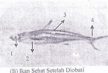 Gambar 2. Perbandingan ikan terinfeksi dengan ikan sehat setelah diobati