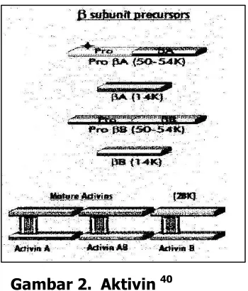 Gambar 2.  Aktivin 40 