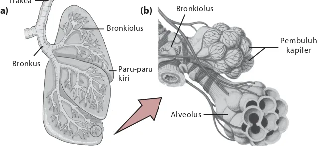 Gambar 6.5Alveolus