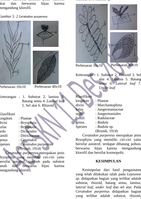 Gambar 5. 3 Radula sp.