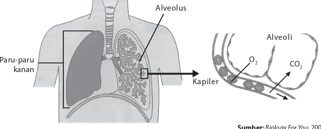 Gambar 7.62.Alveolus