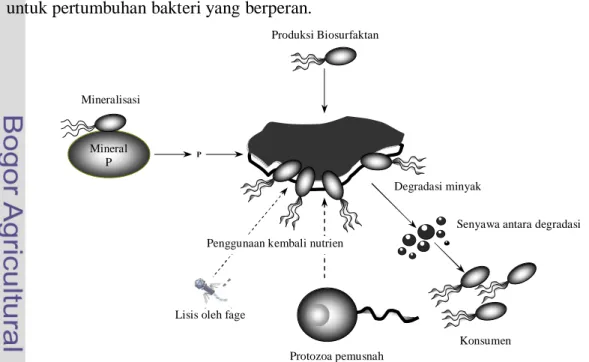 Gambar 1  Jaringan komunitas mikroba pendegradasi hidrokarbon minyak (Head et  al. 2006)