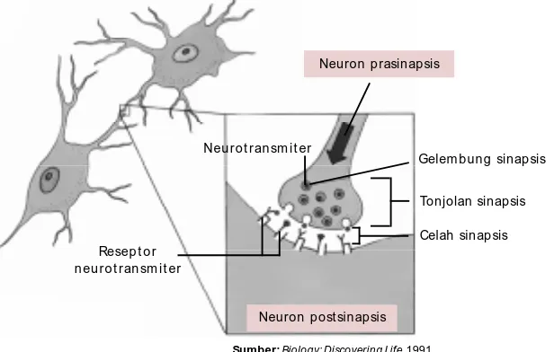 Gambar 8.5Polaritas membran  pada sel saraf