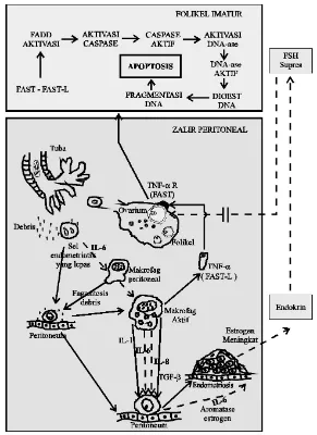 Gambar 1.  Peran interleukin-6 dalam proses apoptosis sel granulosa ovarii yang patologis 