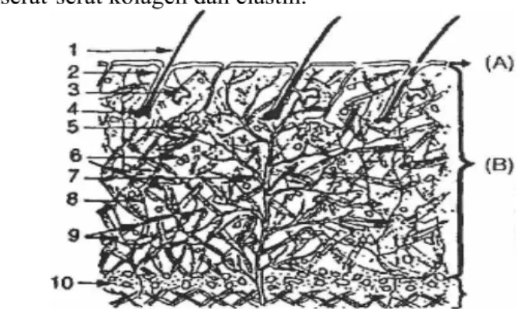 Gambar 2. Penampang kulit (Suardana et al., 2008). 