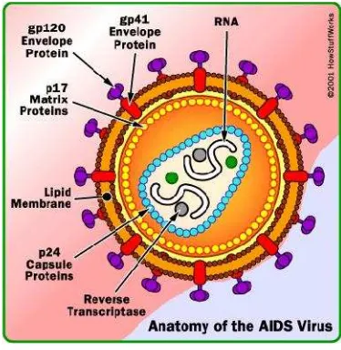 Gambar 6. Stuktur HIV.21