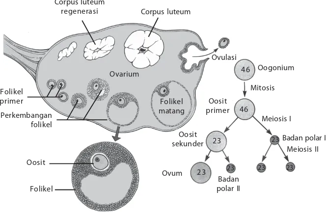 Gambar 9.3Spermatogenesis