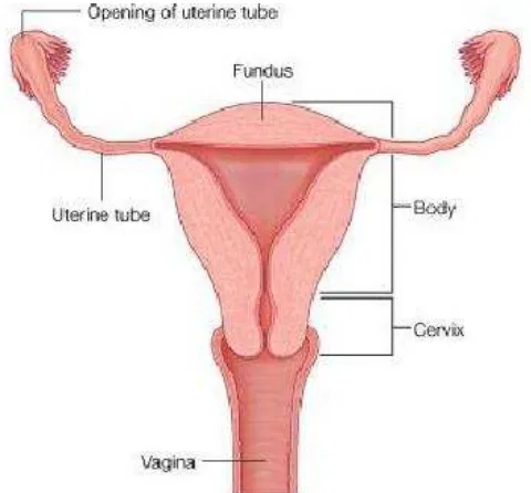 Gambar 1. Anatomi genitalia interna wanita23