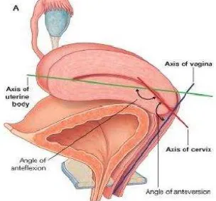 Gambar 2. Hubungan axis uterus, serviks, dan vagina23 
