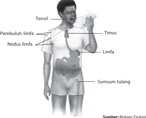 Gambar 10.5Sistem limfa manusia