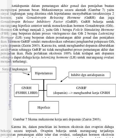 Gambar 7 Skema mekanisme kerja anti dopamin (Zairin 2003). 