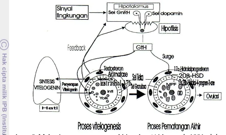 Gambar  8 Mekanisme pematangan akhir telur (Aida et al. 1991 dalam Zairin 
