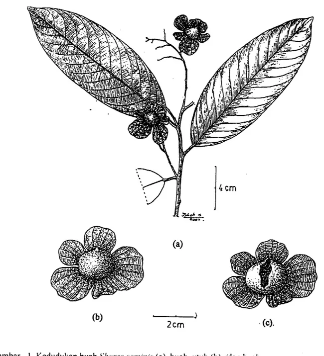 Gambar  .  1 .   Kedudukan buah Si1ore.s sentinis (a), buah  utuh (b),  dan buah  terbukal merekah  (c)