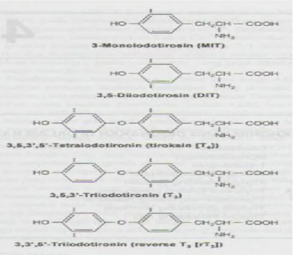 Gambar 2.1. Struktur hormon tiroid dan senyawa – senyawa yang berhubun 