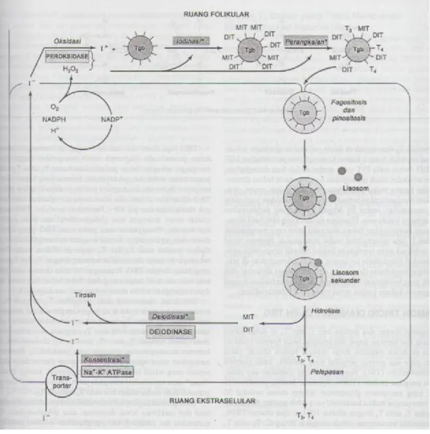 Gambar  2.2.  Model  metabolisme  yodida  di  dalam  folikel  tiroid.  Tampak  sebuah  sel folikular yang menghadap lumen folikular dan ruang ekstrasel (di bawah)