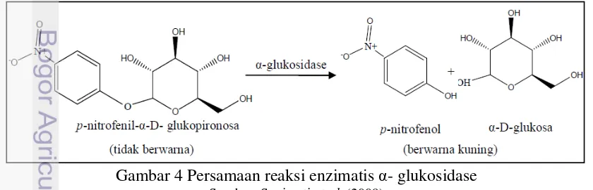 Gambar 4 Persamaan reaksi enzimatis α- glukosidase 