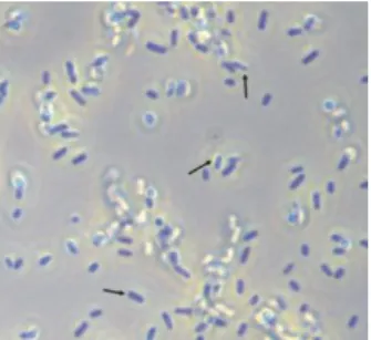 Gambar 2.2 Azotobacter sp.( Thot et al., 2013). 