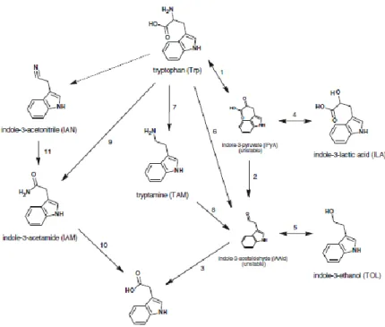 Gambar  2.4  Diagram  Jalur  Trp  untuk  Biosintesis  IAA  pada  Bakteri  (Carreno-Lopez  et  al,  2007  dalam  Szkop  &amp;  Bielawski,  2013)