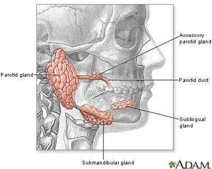 Gambar 1. Anatomi kelenjar saliva besar19 