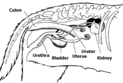 Gambar 1  Traktus urinarius pada kucing  (Foster 2007) 