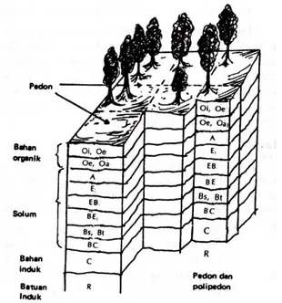 Gambar 1. Profil tanah, Solum, Pedon, dan Polipedon 