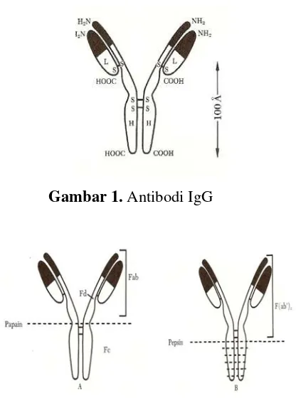Gambar 1. Antibodi IgG       