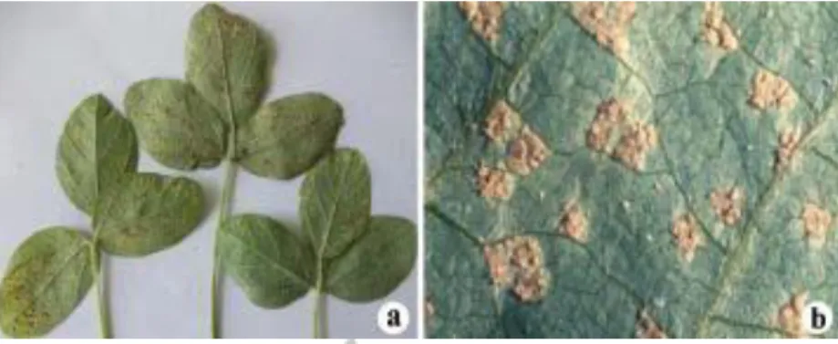 Gambar  2.1.  (a)  Daun  trifoliat  pertama  kedelai  yang  diinokulasi  dengan  spora  penyakit karat (foto: Sumartin, 2010), dan (b) pustul atau uredium pada  daun dilihat dari dekat (World Intelectual Property Organization 2008)