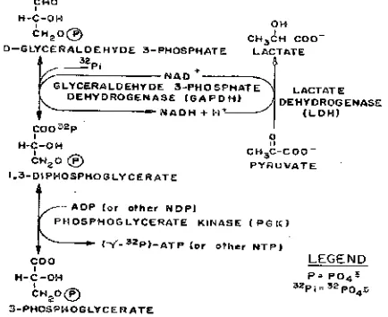 Gambar 1. Modifikasi proses Schendell & Wellsdengan menggunakan enzim lactate dehydrogenase