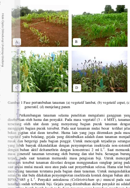 Gambar 1 Fase pertumbuhan tanaman (a) vegetatif lambat, (b) vegetatif cepat, (c)  masa generatif tanaman terserang oleh burung dan ulat bulu