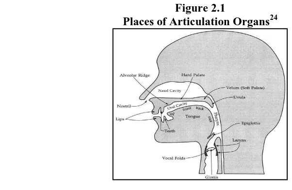 Figure 2.1 Places of Articulation Organs