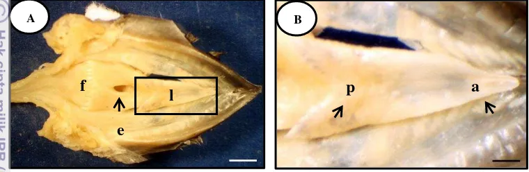 Gambar 2  Gambaran makroskopis rahang bawah (A) dan lidah (B) walet linchi 