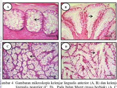 Gambar 4  Gambaran mikroskopis kelenjar lingualis anterior (A, B) dan kelenjar 