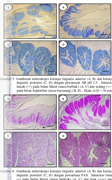 Gambar 6  Gambaran mikroskopis kelenjar lingualis anterior (A, B) dan kelenjar lingualis posterior (C, D) dengan pewarnaan PAS
