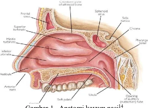 Gambar 1.  Anatomi kavum nasi14
